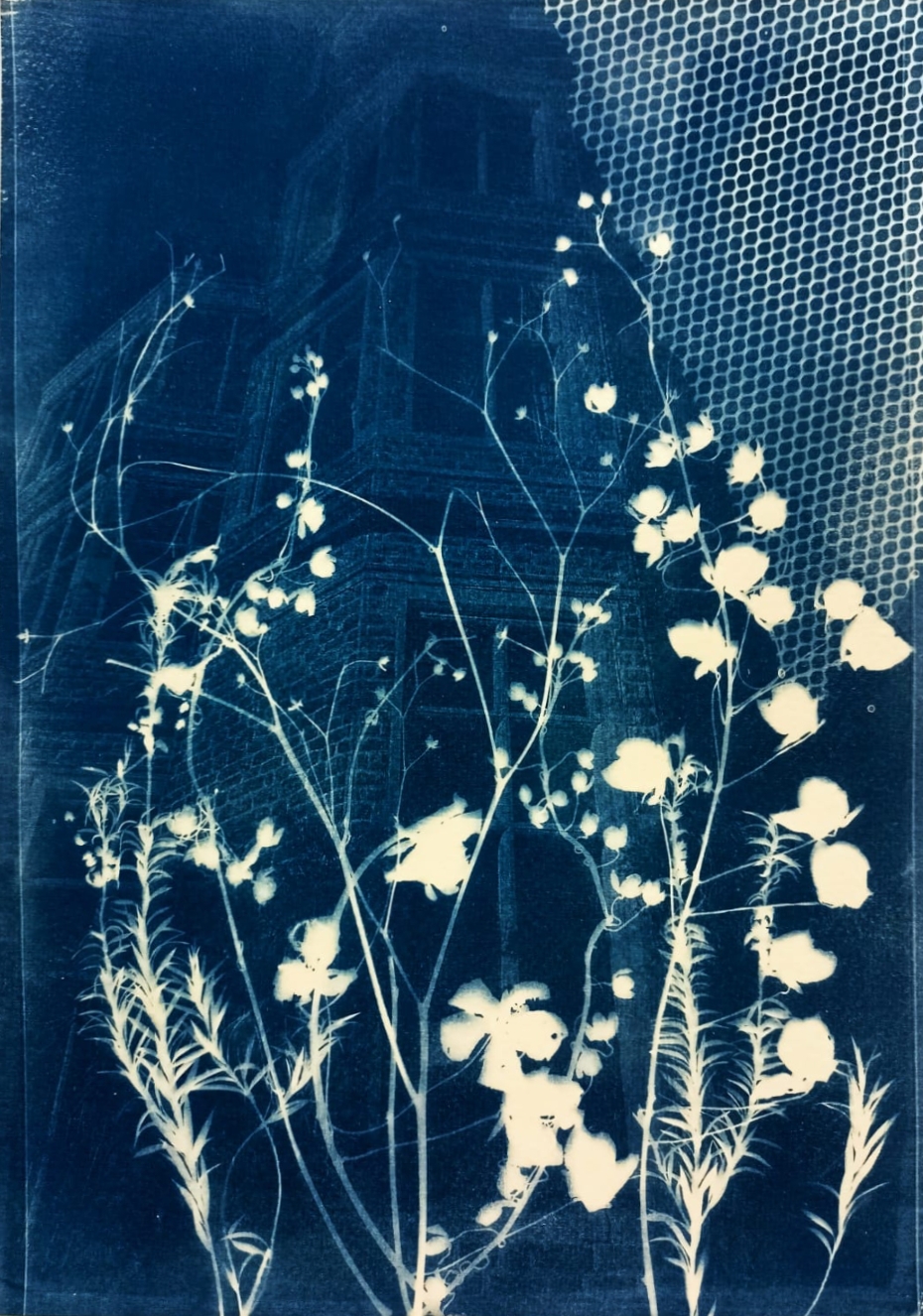 Cyanotype